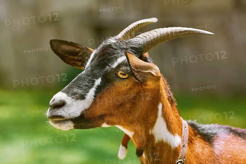 Portrait of Nanny Goat against the Dark Background Devnja, Bulgaria