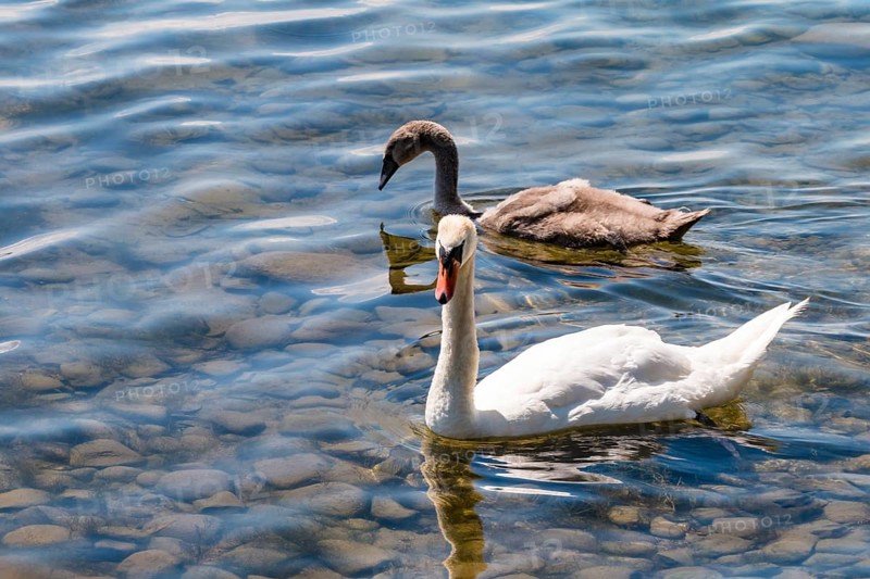 Mute swans, (Cygnus olor) adult and juvenile, Lake Constance