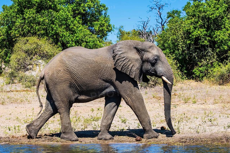 Botswana, Chobe National Park. The concept of exotic tourism. African elephant - loner on a watering place in the Okavango Delta