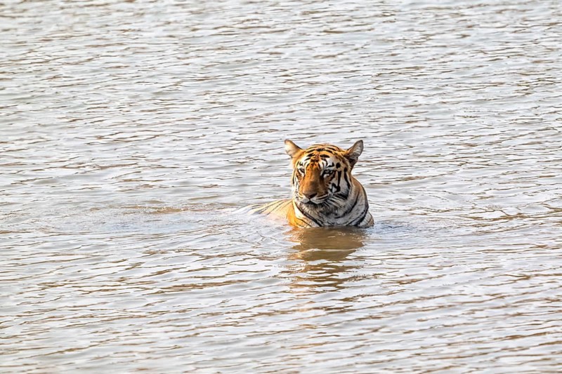 Tiger (Panthera tigris), Bengal tiger or Indian tiger, big cat (Pantherinae), carnivore (Carnivora), highly endangered, cools off during a swim in the lake, Tadoba National Park, tiger reserve, Maharashtra, Chandrapur, India