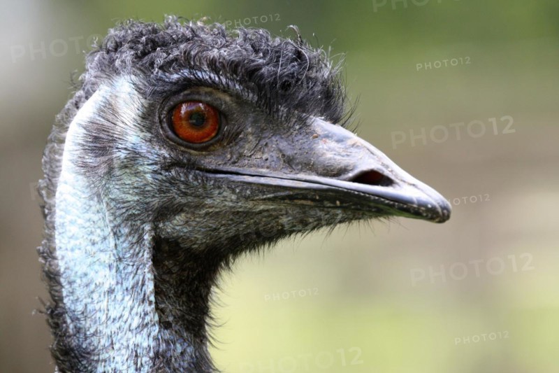 Emu portrait