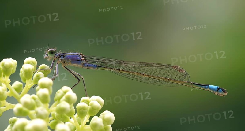 Ischnura elegans Blue-tailed damselfly Slender damselfly