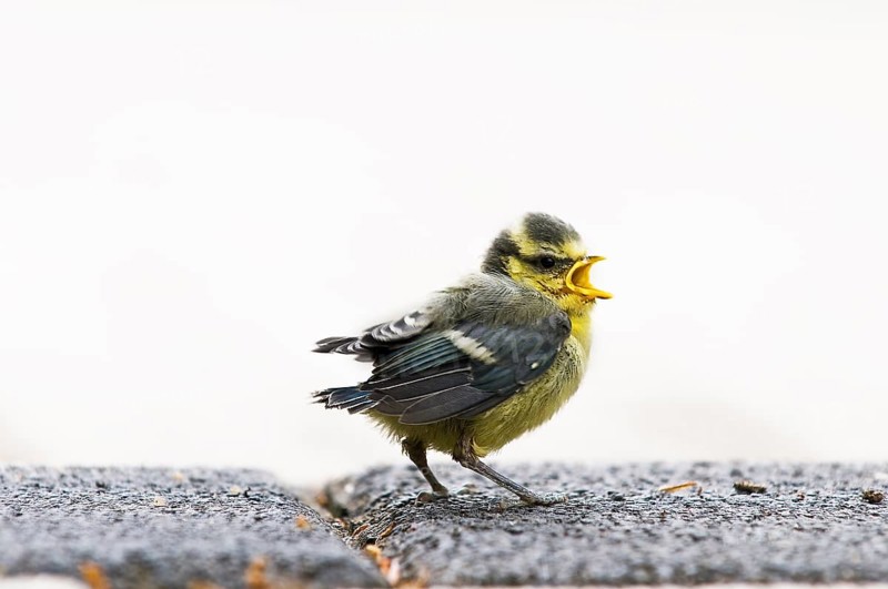 Young great tit