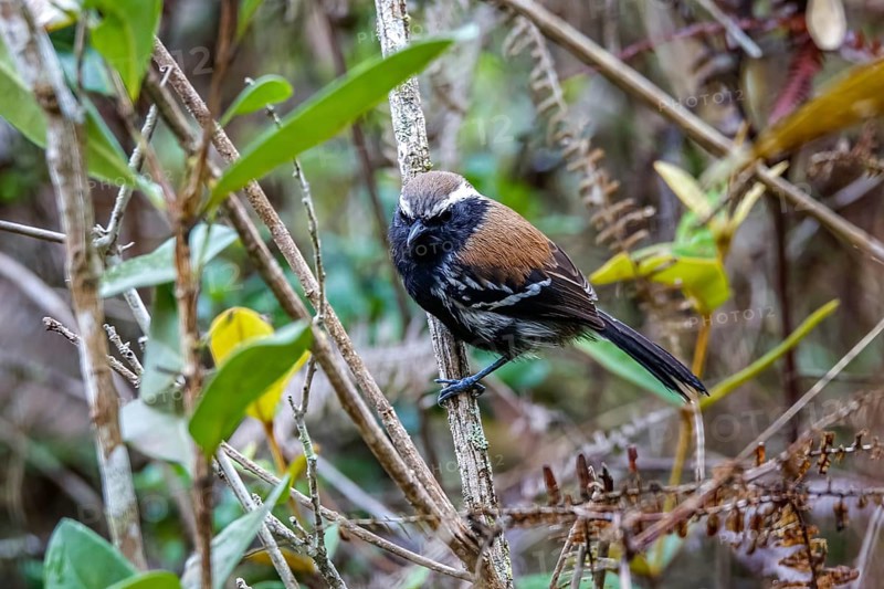Close-up of a Serra antwren facing camera and perched on a tiny branch, Caraca Natural Park, Minas Gerais, Brazil