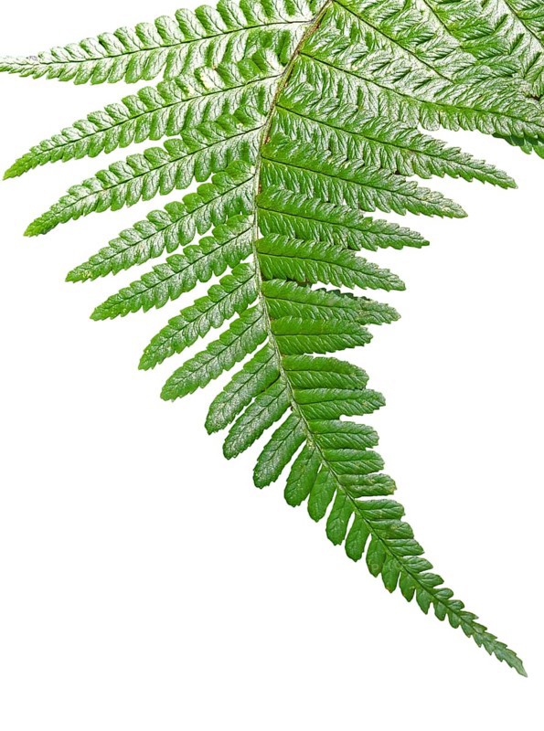 Close up of a curling green fern leaf on a white background