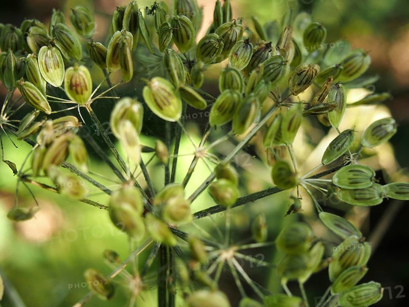Close up of green wild cow parsnip seed heads against a blurred nature background