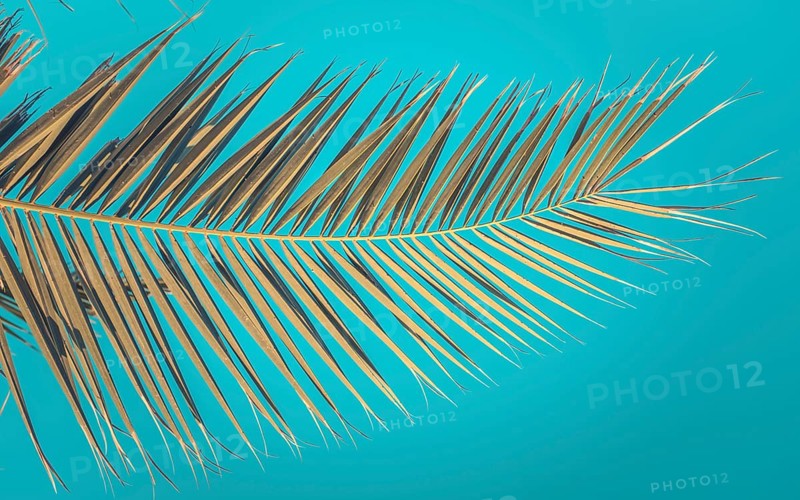 Retro Vintage Style Image Of An Old Palm Tree Branch Against An Azure Summer Sky