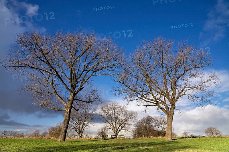 Bare trees in the floodplain of the river Waal near the Dutch village Vuren