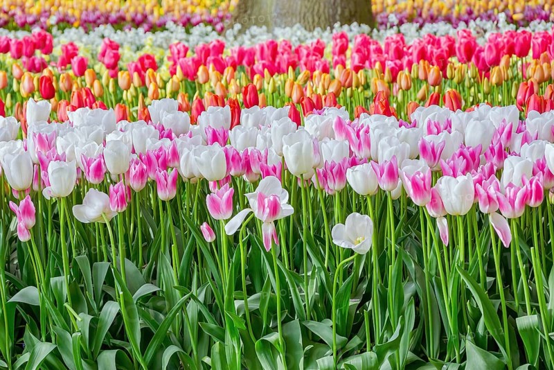 Flowerbed of tulips in the garden. Springtime in Netherlands Lisse, Netherlands