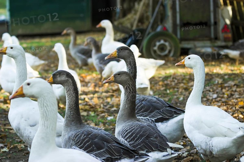 Geese in the outdoor enclosure