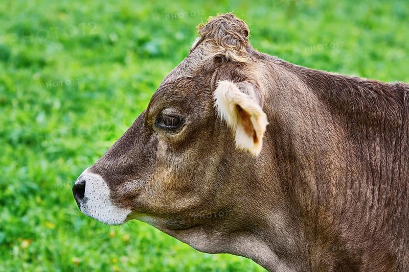 Portrait of Dairy Cattle in the Traditional Pasture Bolsternang, Germany