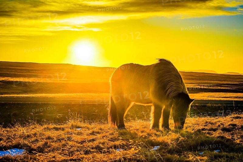 Iceland hose standing in grassland of sunrise. Shooting Location: Iceland, Reykjavik