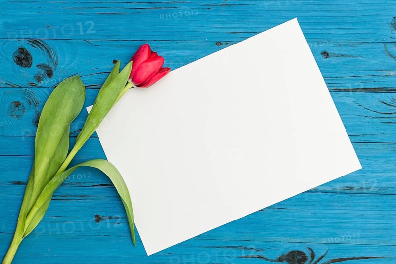 One red tulip and sheet of paper for your greetings on the background of blue wooden board