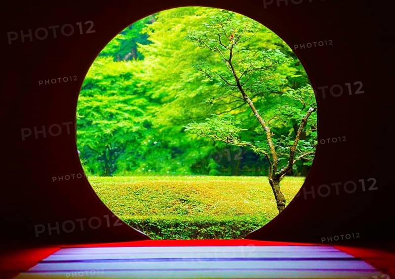 Early summer of Meigetsuin. Shooting Location: Kamakura, Kanagawa Prefecture