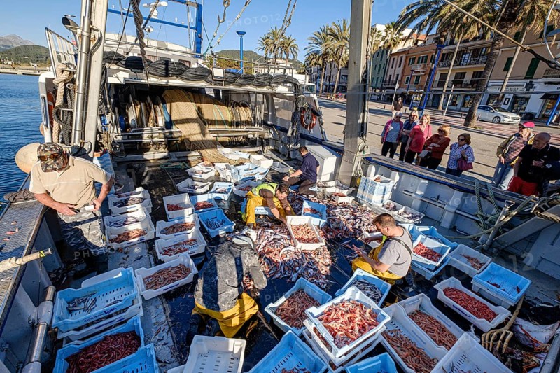 Sailors selecting the fish, pesca de arrastre o pesca de bou, Andratx, Majorca, Balearic Islands, Spain