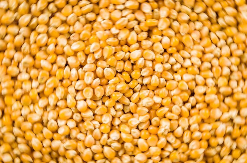 Beautiful background of popcorn for various uses. Popcorn kernels in defocused spiral close-up