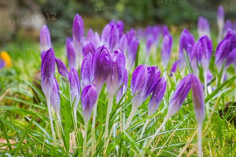 Crocuses in a meadow, Bannewitz, Saxony, Germany