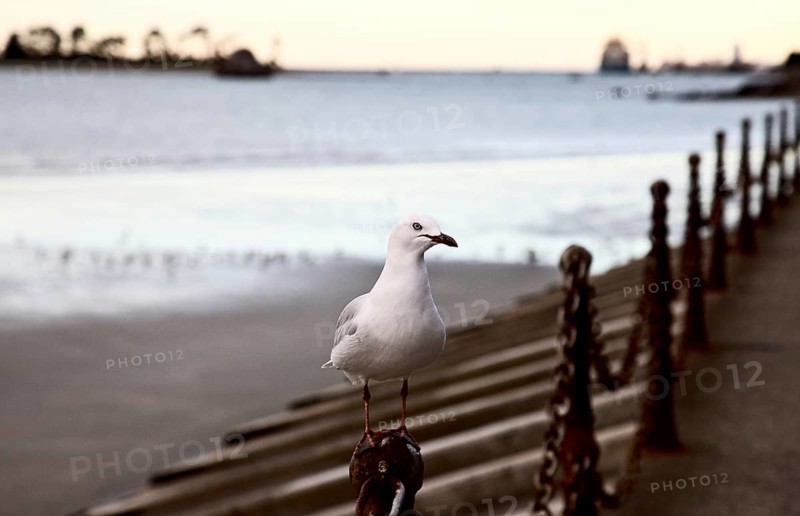 Nelson New Zealand South Island Ocean Side