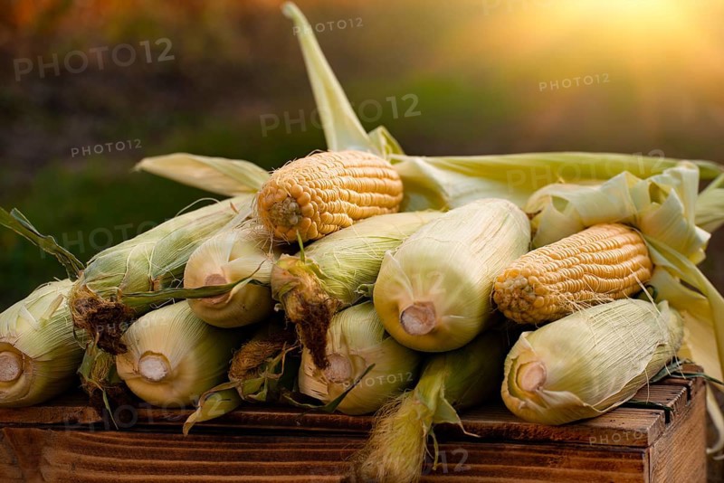 Just picked sweet corn cobs on wood plank crate closeup view