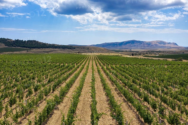 Aerial beautiful view of mountain vineyard in Crimea
