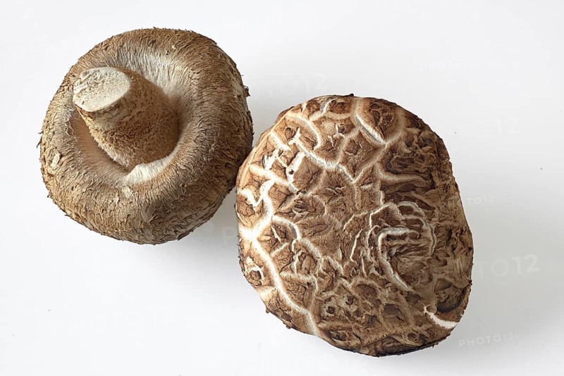 Two shiitake mushrooms, cut-out. Shiitake mushrooms, cut-out