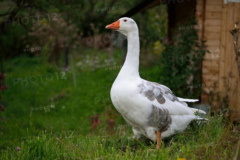 Goose in idyllic greenery