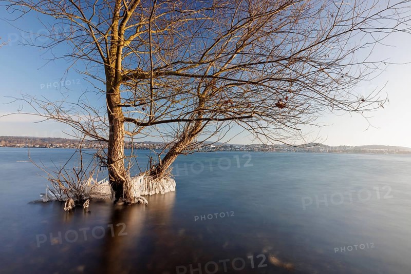 Two trees standing in the water of a lake, surrounded by ice, under a clear blue sky, Niederzell, Reichenau, Lake Constance, Baden-Württemberg, Germany