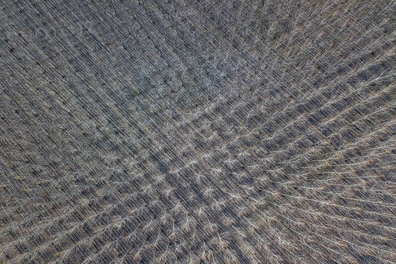 Poplar trees in row countryside Early Spring. Top View