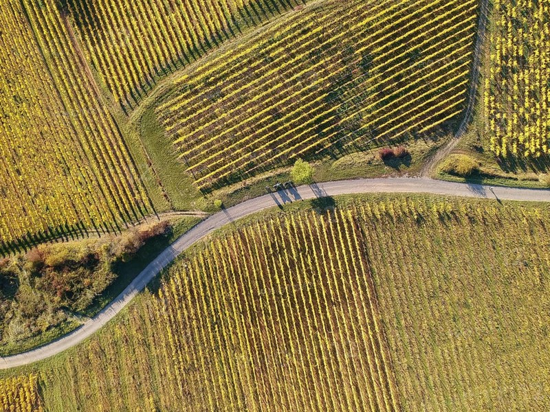 An image of a view over a vineyard at Alsace France in autumn light