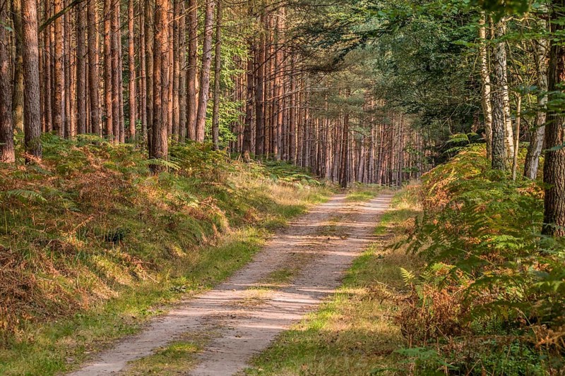 Postal route in the Darß Forest, Fischland-Darß-Zingst peninsula