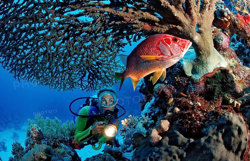 Diver observing big thorn hussar fish under table coral, Sargocentron spiniferum, Egypt, Sha'ab Mahlai, Red Sea