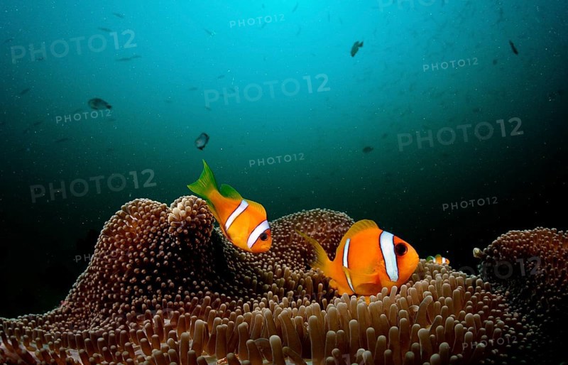 Two Red Sea Anemonefish, Amphiprion bicinctus, Djibouti, Djibouti, Africa, Afar Triangle, Gulf of Aden, Gulf of Tadjourah