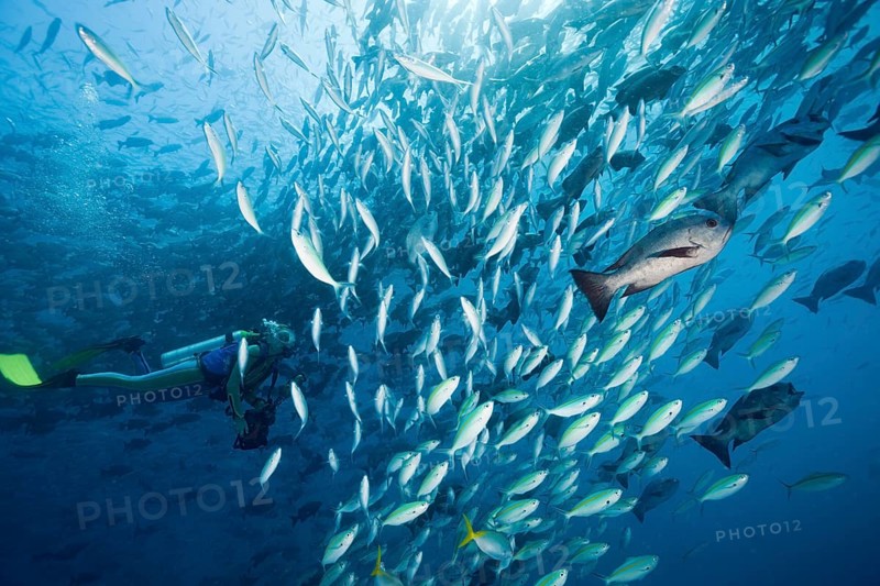 Diver and shoal of yellow-striped fusiliers and black snappers, Caesio caerulaurea, Macolor niger, German Channel, Micronesia, Palau