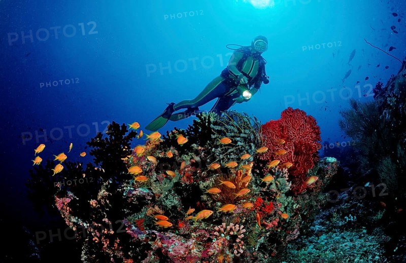 Diver at coral reef with bannerfish, Pseudanthias squamipinnis, Maldives, Indian Ocean, Meemu Atoll