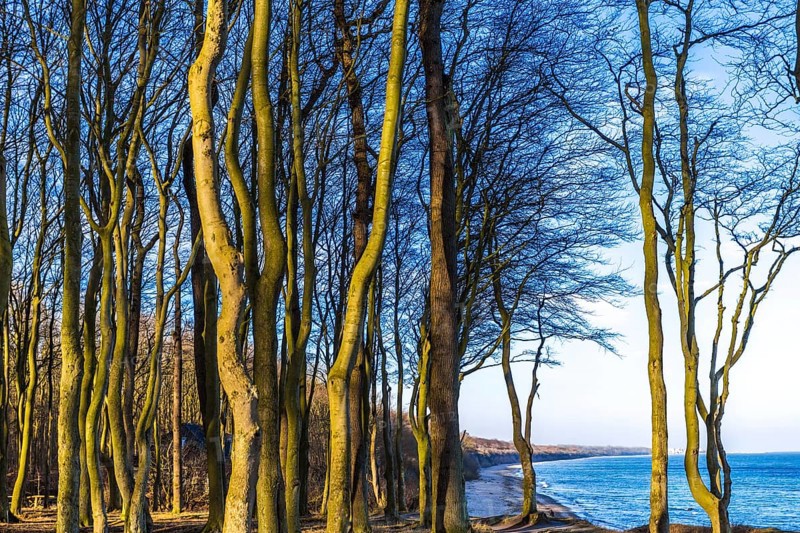 Ghost forest nienhagen