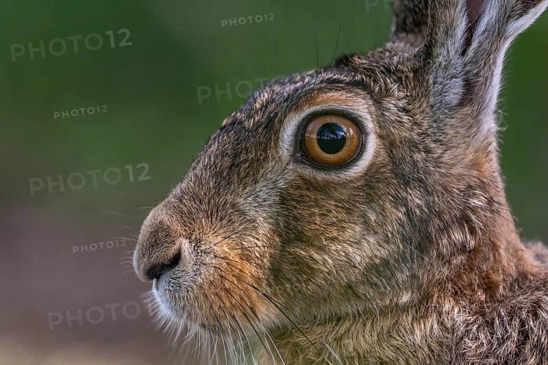 Portrait of a European hare (Lepus europaeus) Brown hare sitting on the ground observing the surroundings in a meadow. Kaiserstuhl, Fribourg-en-Brisgau, Bade-Wurtemberg, Germany