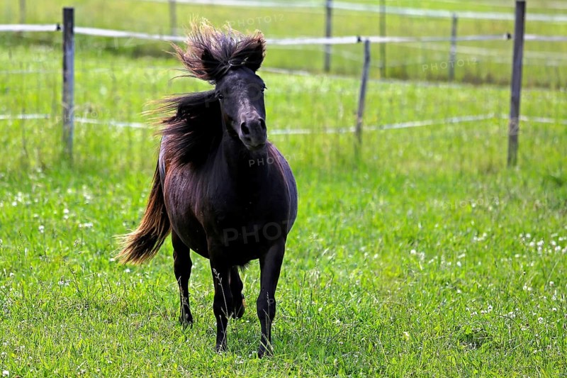 Beautiful dark bay horse in motion on green grassland at summer