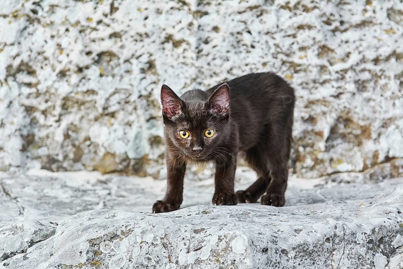 Little Black Kitten on the Stone in Desert Varna, Bulgaria