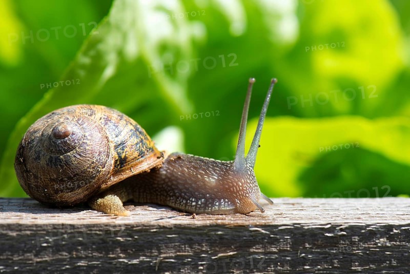 Single snail in the vegetable garden