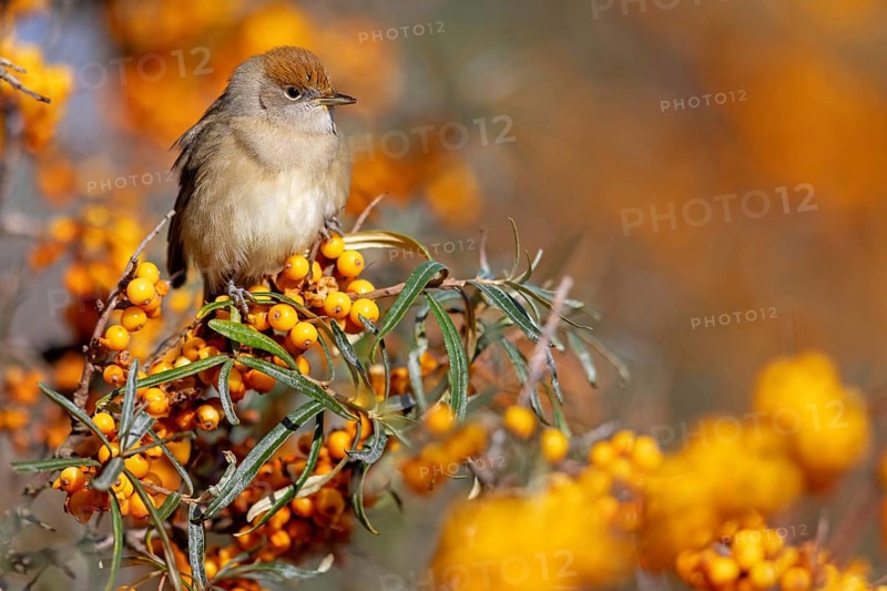 Blackcap (Sylvia atricapilla), Fauvette à tête noire, Curruca Capirotada, Branch, branch, Ormoz area, Ormoz, Podravska, Slovenia