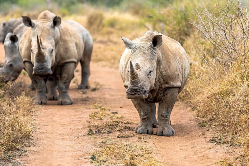 White rhinoceros or square-lipped rhinoceros is the largest extant species of rhinoceros. South Africa and Swaziland