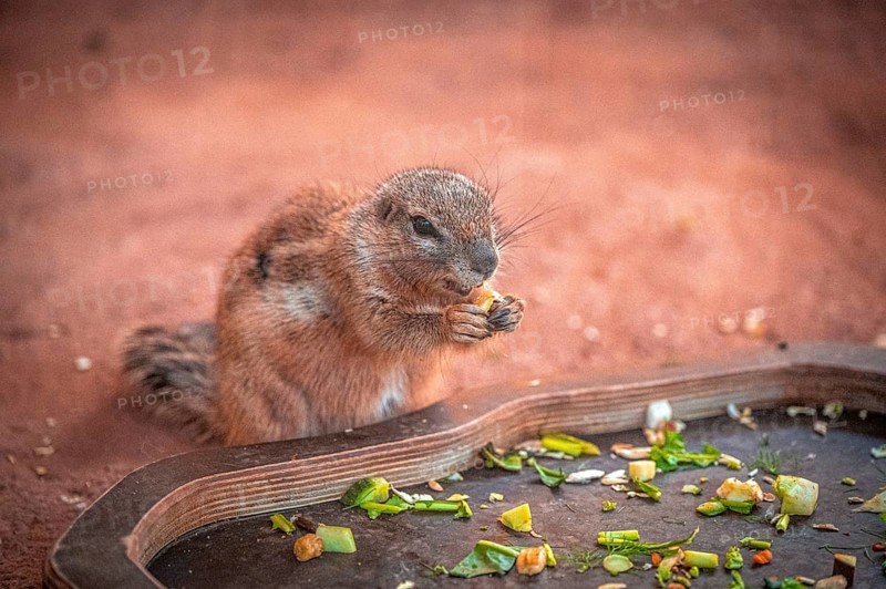 A ground squirrel (Xerinae) nibbles vegetables on a tray in a natural environment, Erfurt, Thuringia, Germany