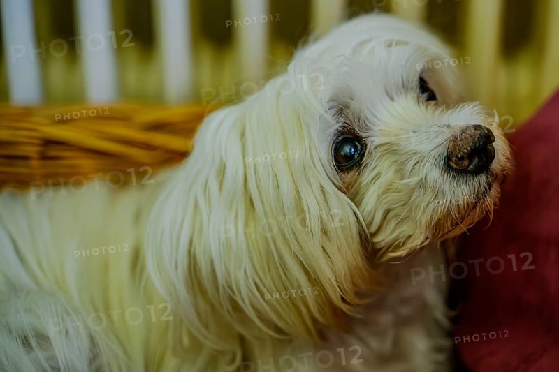 Close-up of an attentive white dog with long fur in a basket, Maltese