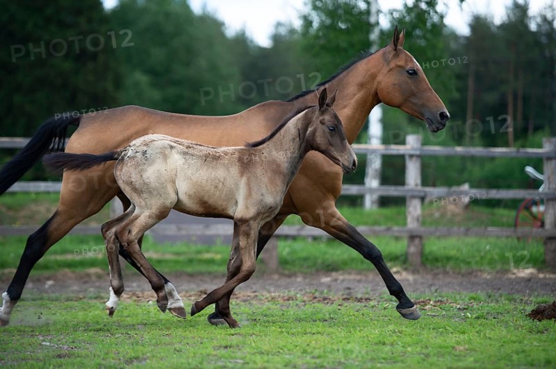 Running purebred akhalteke dam with foal in the paddock