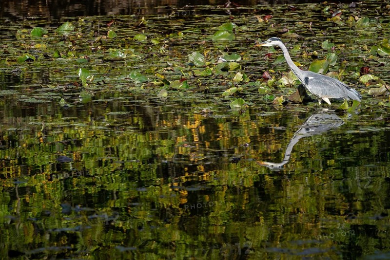 Grey Heron wading through a lake looking for fish by the lily pads