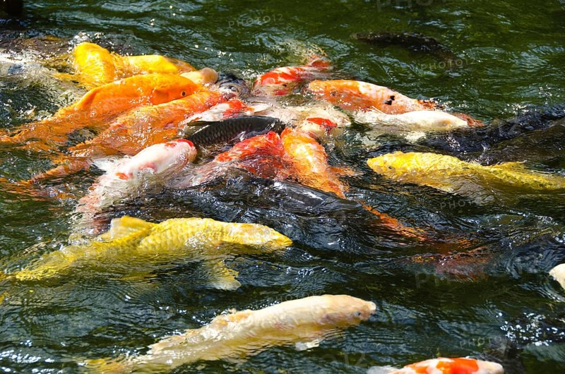 Japanese koi swimming in water and fighting for food, Japan