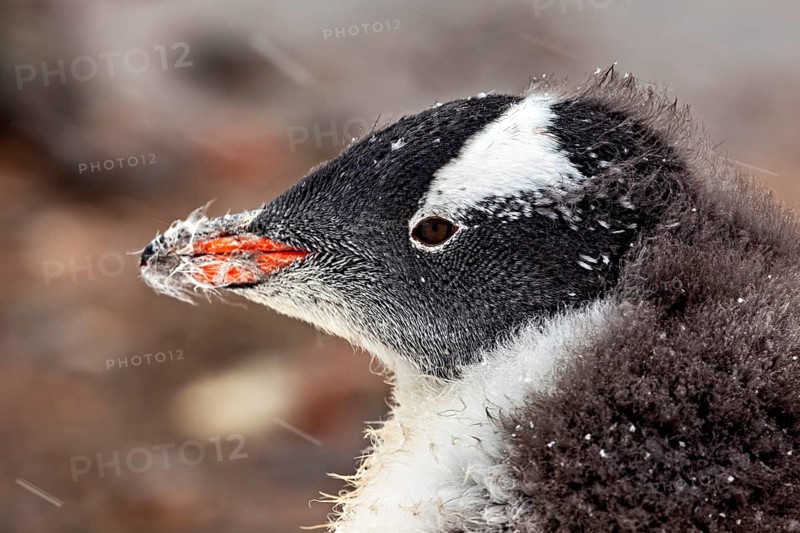 Close-up of a penguin head with snow-covered fur in a natural environment, gentoo penguin (Pygoscelis papua) in the Antarctic