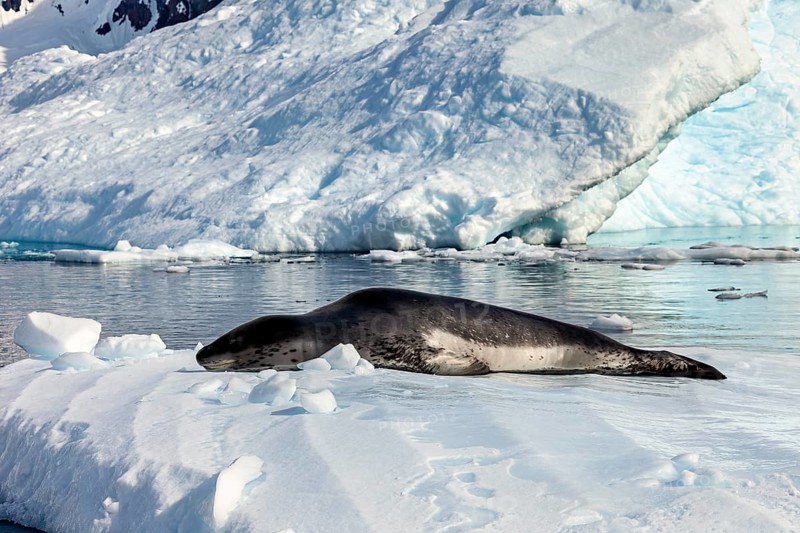 Seal on a snow-covered surface surrounded by frozen water, leopard seal (Hydrurga leptonyx) on an ice floe in the Antarctic
