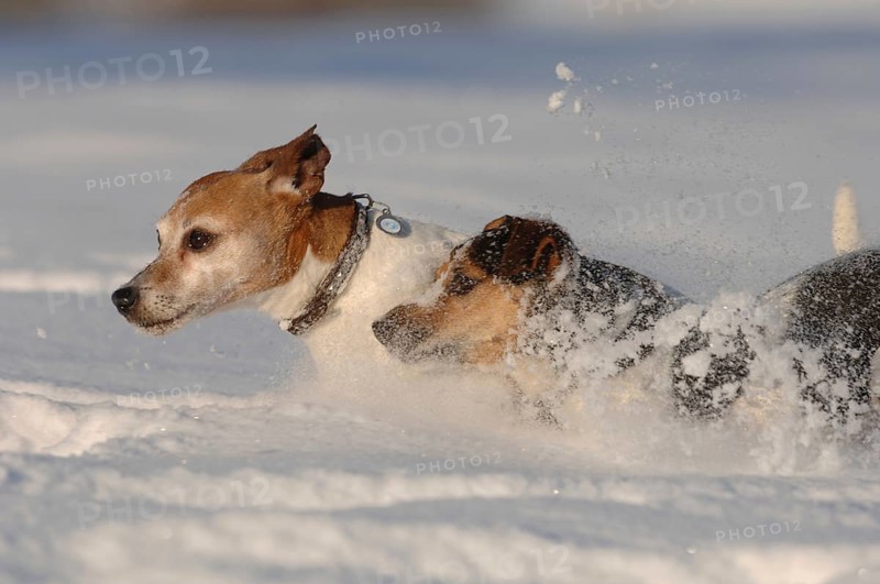Two Jack Russell terriers, male dogs in deep snow