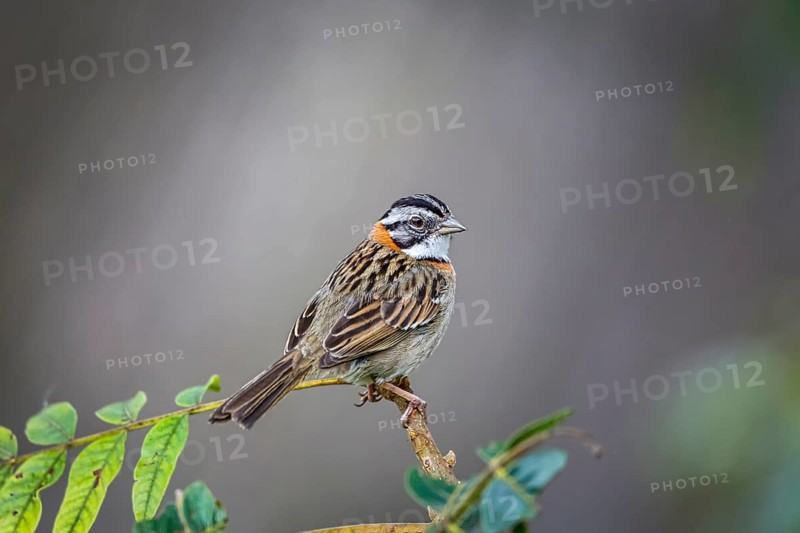 Close-up of a Rufous-collared sparrow perched on a branch against defocused background, Serra da Mantiqueira, Atlantic Forest, Itatiaia, Brazil